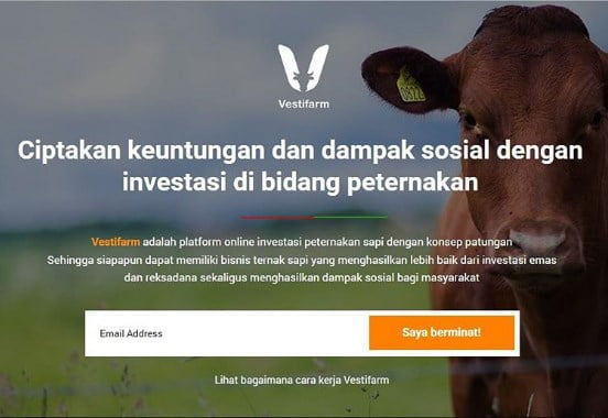 Website Peternakan